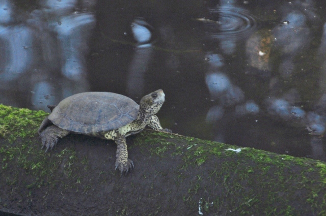 turtle, Sweet Springs Nature Preserve